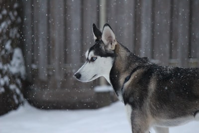 Black and white Siberian husky in the snow
